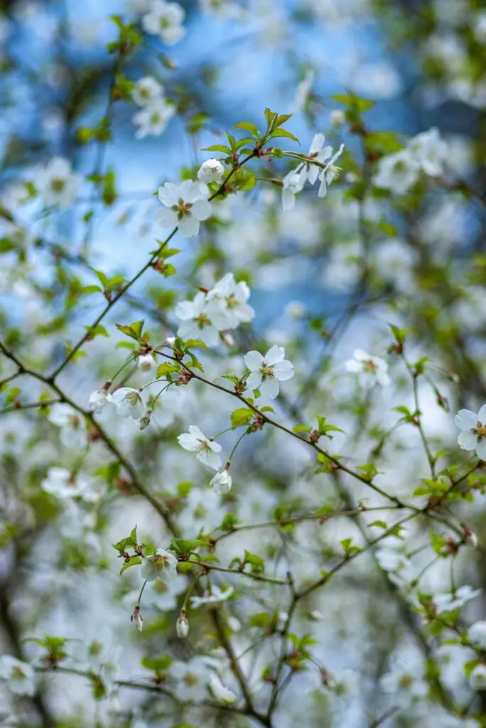 lente bloesem