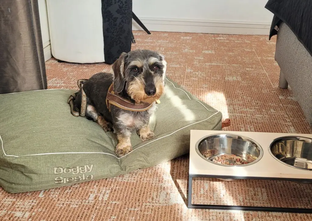 honden arrangement