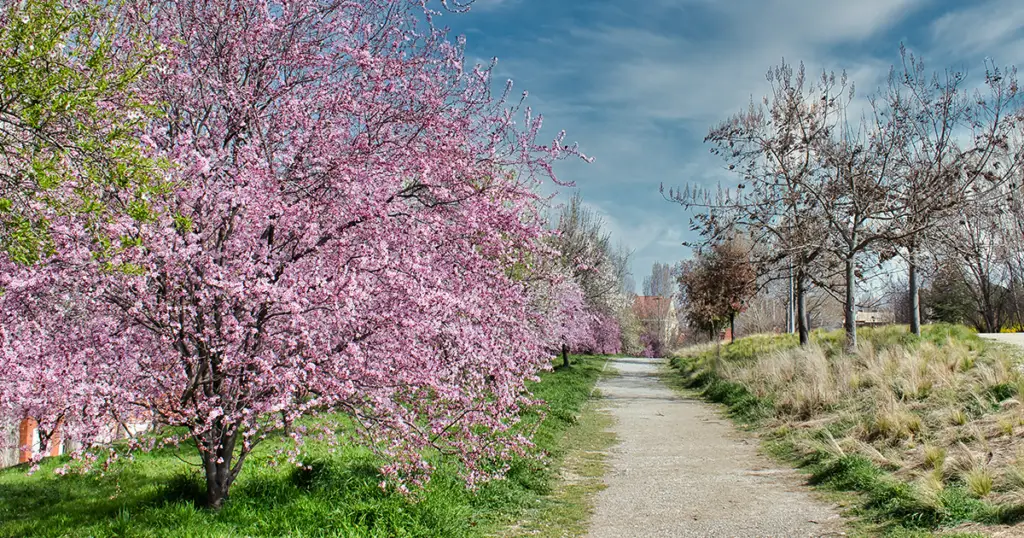 bloesem Limburg lente