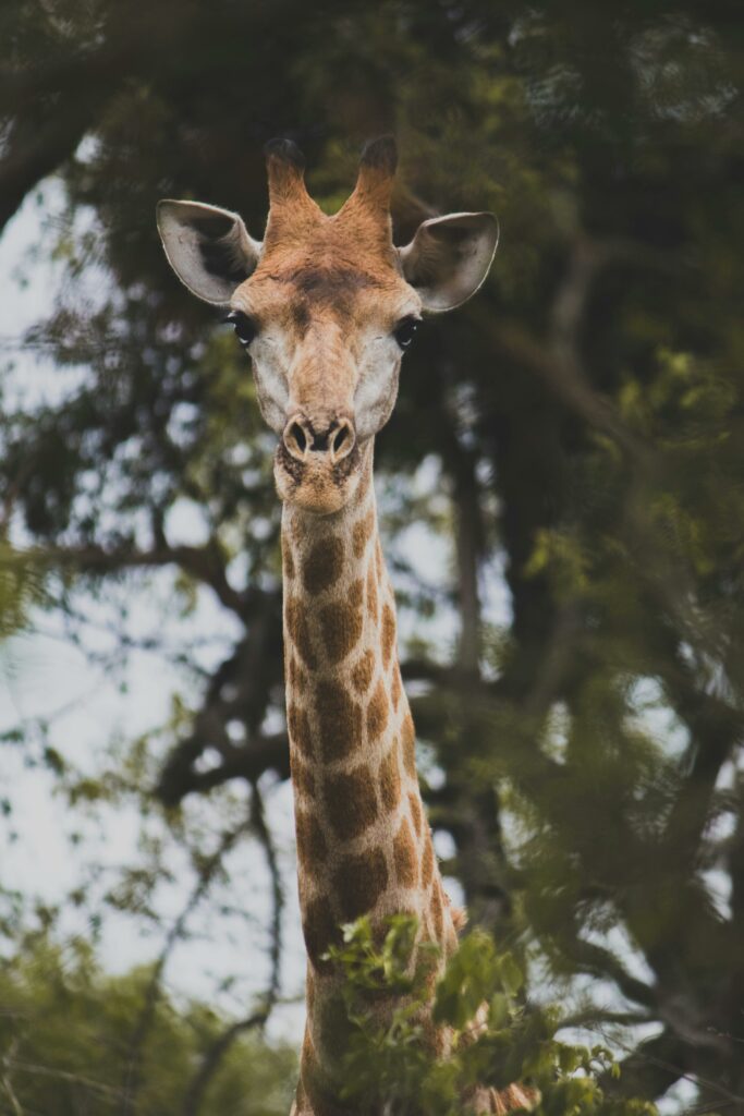 Gaiazoo, giraffe, dierentuin